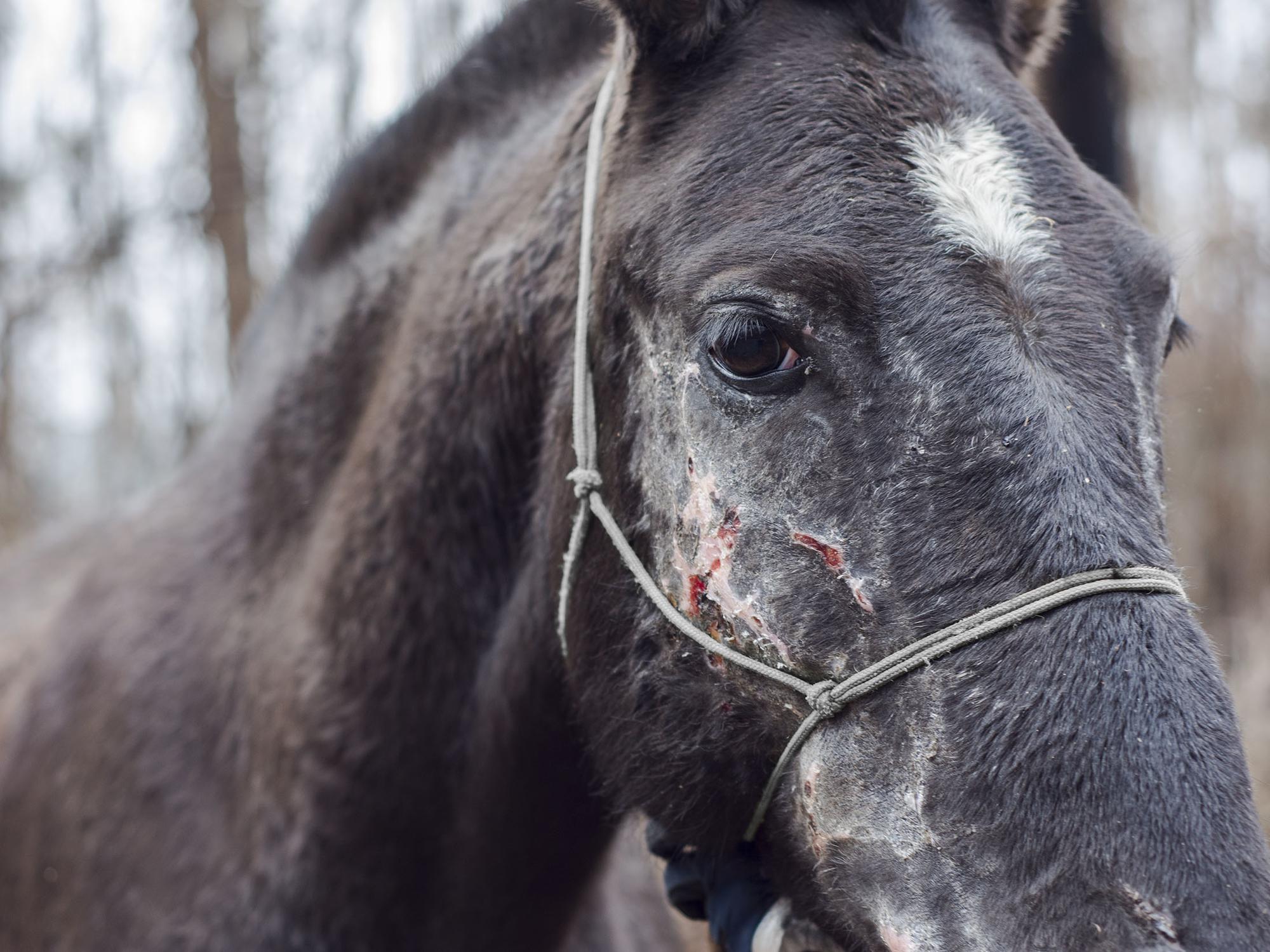 Animales en incendios